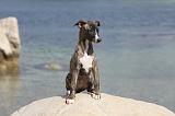 WHIPPET 277